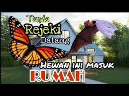 Pertanda Apa Bila Kupu Kupu Masuk Rumah Mitos Atau Fakta Youtube
