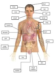 Your body organs range from your brain, heart, liver, skin, lungs, kidneys, intestines, stomach, bladder, etc. Body Parts Diagram Quizlet