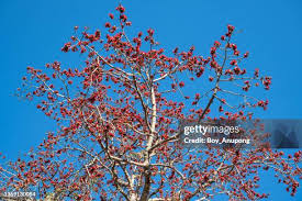 Image result for Bombax ceiba