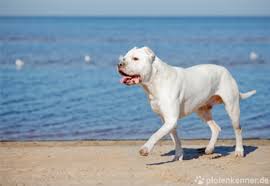 In den letzten jahren dominierten berichte über sog. á… Dogo Argentino Verhalten Charakter Haltung Des Hundes