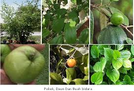 Pokok bidara atau nama sainfitiknya z. Paku Midin 10 Khasiat Dan Kelebihan Pokok Bidara