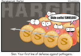 The Amoeba Sisters Thank Goodness For That Integumentary System