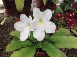 Image result for Streptocarpus kamerunensis