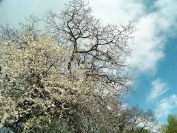 Image result for Prunus domestica