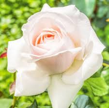 'yellow patio' _ 'yellow patio' is a patio rose. How To Grow Roses Growing Roses