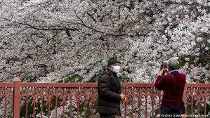 A cherry is the fruit of many plants of the genus prunus, and is a fleshy drupe (stone fruit). Japan Earliest Cherry Blossom Season Peak On Record News Dw 30 03 2021