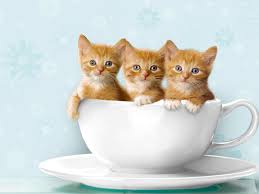 Image result for imagens de gatos fofos
