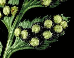 Image result for Dryopteridaceae
