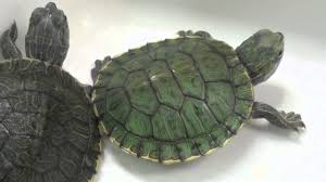 More images for japanese pond turtle baby » How To Take Care Of Turtles Youtube