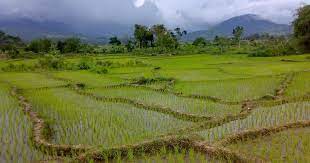 Pemandangan sawah padi adalah ikon dari alam pedesaan di indonesia. Pin Oleh Wahyune Semesta Di Petani Petani Gambar Menanam