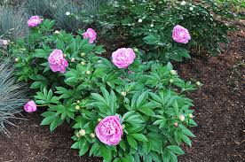 Complete planting instructions are included with each order and on our website. Sarah Bernhardt Peony For Sale Online The Tree Center