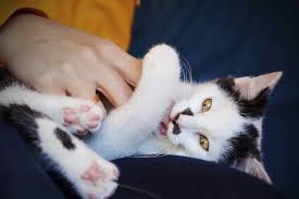 Image result for Cat Bite