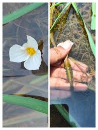 Image result for Ottelia kunenensis