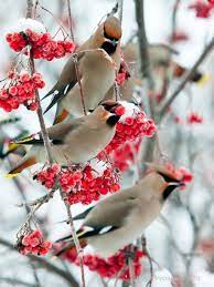 Cedar Waxwing Beautiful Birds Pet Birds Winter Bird