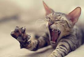 Angry Cat Funny Cat Photos Funny Cats Funny Cat Pictures