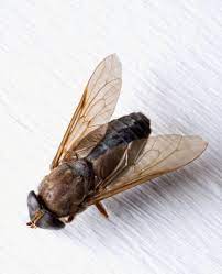 How To Get Rid Of Horse Flies Around A Swimming Pool Hunker Horsefly Repellent Horse Fly Fly Spray For Horses