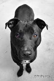 Pitbull lab mix dogs are energetic, intelligent, loyal and protective. Pointer Pitbull Mix Pitbull Lab Mix Pitbull Mix Puppies Pitbull Lab