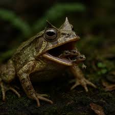 THE CALLING OF FROG* … Not only does our Strong relative Frog bring the Rain  to parched landscapes, this guide also calls to our inner being telling us  to “Express Thyself”. If