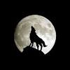 Mary pettis, moonlight chorus, gray wolf in usa forest, wolf in midwestern united states, werewolf artwork, white wolf, magic wolf, wolf art. 1