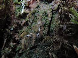Image result for Multiclavula mucida