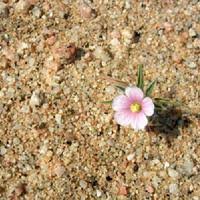 Image result for Monsonia senegalensis