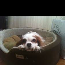 Little And Her Grinch Paws Animals Dogs Paw