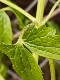 Image result for Clematis brachiata