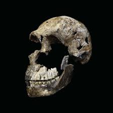 Homo naledi scheint ein neues glied in der geschichte der menschlichen evolution zu sein. Aufgabe Abitur Homo Naledi Funde Zum Homo Naledi Meinunterricht Der Homo Naledi War Ungefahr 1 50 M Gross Und Wog Vermutlich Zwischen 40 Und 55 Kg S2nurulshamira