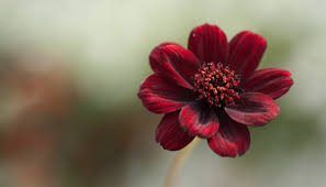 Chocolate Cosmos Flowers Exude A Sweet Scent That Will Remind You Of A Red Velvet Cake