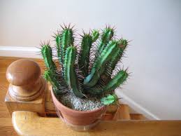 Image result for Euphorbia griseola