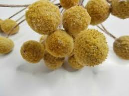 1,222 button yellow flower products are offered for sale by suppliers on alibaba.com, of which decorative flowers & wreaths accounts for 1%. Craspedia Bunch Dried Billy Balls Billy Buttons Flower Bunch Dried Flowers Ebay