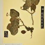 Image result for Calvoa