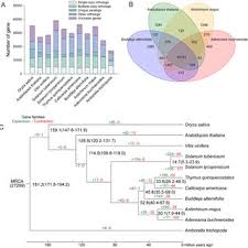 Image result for Buchnera buchneroides