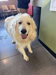 Polar bear rescue in Wichita Kansas