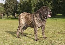 Dev Bir Kopek Mastiff Egitimi Ve Ozellikleri Pet Okulu