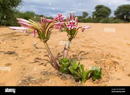 Image result for Crinum macowanii