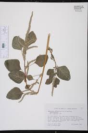 Image result for Amaranthus dubius