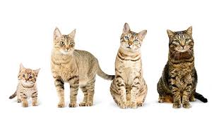 kedi yasi nasil hesaplanir pet ihtiyac blog