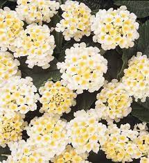 Lantana Lucky White Lantana Camara Mediterranean Plants Mediterranean Shrubs White Flowers Bicolor Flowers Lantana Plant Lantana Plants