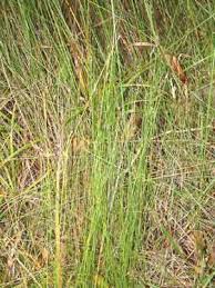 Image result for Tetraria