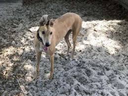 We did not find results for: Dogs For Adoption Near Apopka Fl Petfinder