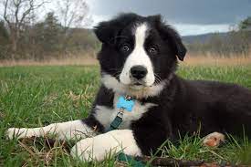 Tucker Of Bonafide Farm English Shepherd Farm Dogs Dog Personality