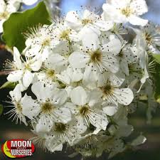 Maybe you would like to learn more about one of these? White Flowering Trees For Texas