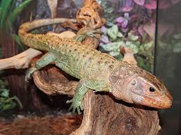 Paleosuchus palpebrosus we have thousands of exotic reptiles for sale from top breeders from around the world. The Caiman Lizard Your Very Own Faux Crocodile By Xyzreptiles