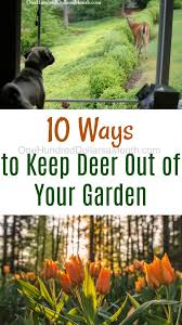 Check spelling or type a new query. 10 Ways To Keep Deer Out Of Your Garden One Hundred Dollars A Month