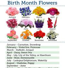 See more ideas about birth month flowers, flower drawing, month flowers. Flower Of The Month January Flowerqa