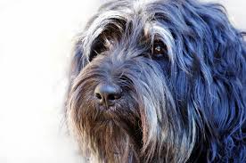 They are listed in no particular order. 18 Long Haired Dogs Afghan Hound Bearded Collie And More