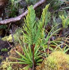 Image result for Gleicheniaceae