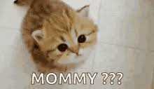 Mother cat talking to her cute meowing kittens. Meowing Gifs Tenor
