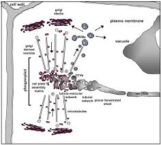 In animal cells, the cell membrane of the parent cell pinches inward along the cell's equator until two daughter cells form. Figure A5 Modell Of Plant Cytokinesis The Phragmoplast Guides Download Scientific Diagram